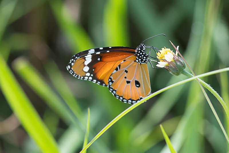 Plain Tiger